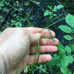 Carex debilis debilis