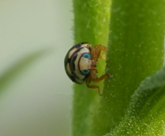 Brachiacantha uteella