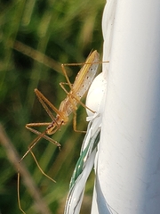 Zelus cervicalis