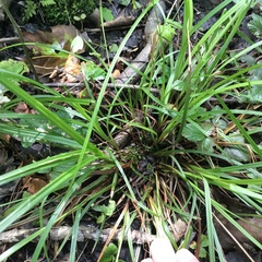 Carex debilis debilis