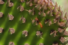 Pseudomyrmex apache