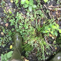 Carex debilis debilis