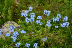 Myosotis alpestris