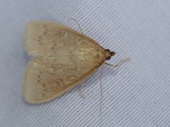 Framinghamia helvalis