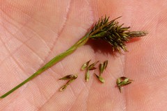 Carex luzulina