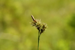 Carex luzulina