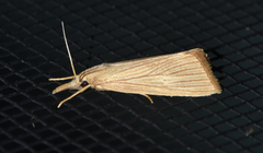 Diatraea evanescens