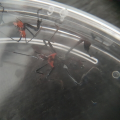 Leptoglossus gonagra