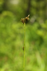 Carex luzulina