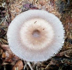 Amanita umbrinolutea