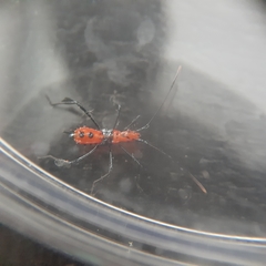 Leptoglossus gonagra