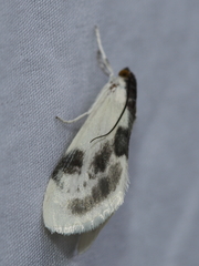 Cliniodes ostreonalis