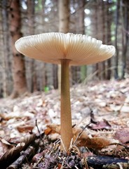 Amanita umbrinolutea