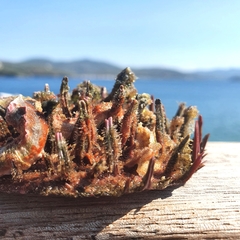 Spondylus gaederopus