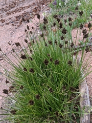 Carex ebenea