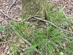Carex debilis debilis