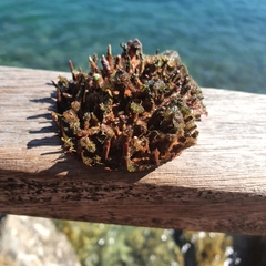 Spondylus gaederopus