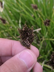 Carex ebenea