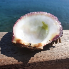 Spondylus gaederopus