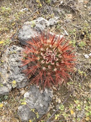 Melocactus macracanthos
