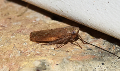 Paraphlepsius continuus