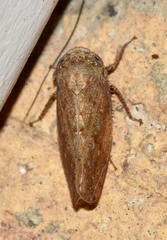 Paraphlepsius continuus