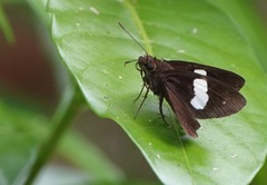 Notocrypta paralysos varians