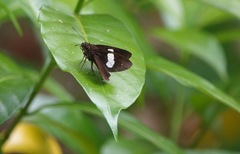 Notocrypta paralysos varians