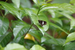 Notocrypta paralysos varians