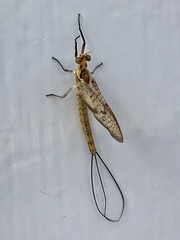 Ephemera glaucops