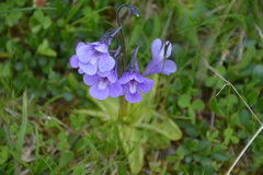 Pinguicula