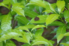 Notocrypta paralysos varians