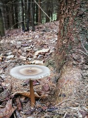 Amanita umbrinolutea