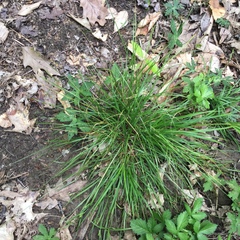 Carex rosea