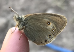 Coenonympha haydenii