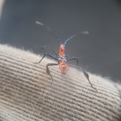 Leptoglossus gonagra