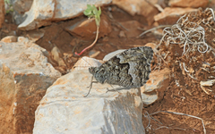 Hipparchia volgensis