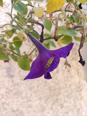 Chlorophorus glabromaculatus