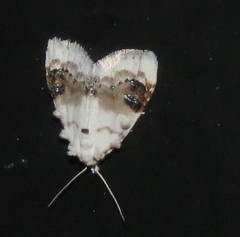 Nola cilicoides
