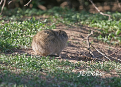 Microcavia australis