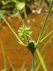 Juncus validus