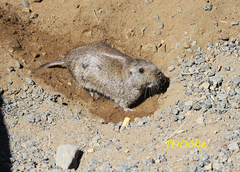 Ctenomys emilianus