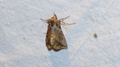 Pseudeva purpurigera