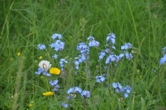 Myosotis alpestris