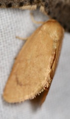 Tortricidia pallida