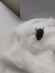 Anoplotrupes stercorosus