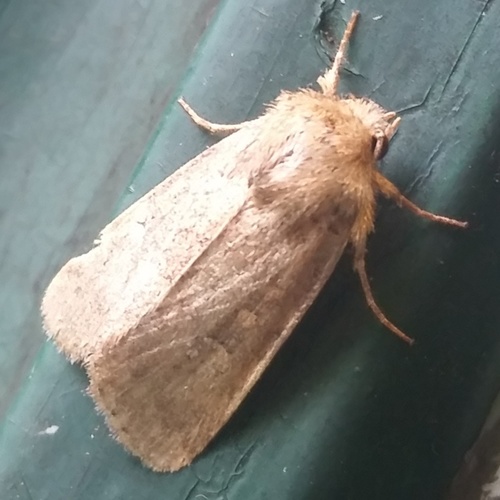 Unarmed Wainscot photo 5