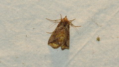 Pseudeva purpurigera