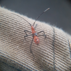 Leptoglossus gonagra