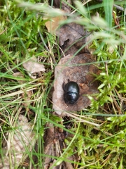 Anoplotrupes stercorosus